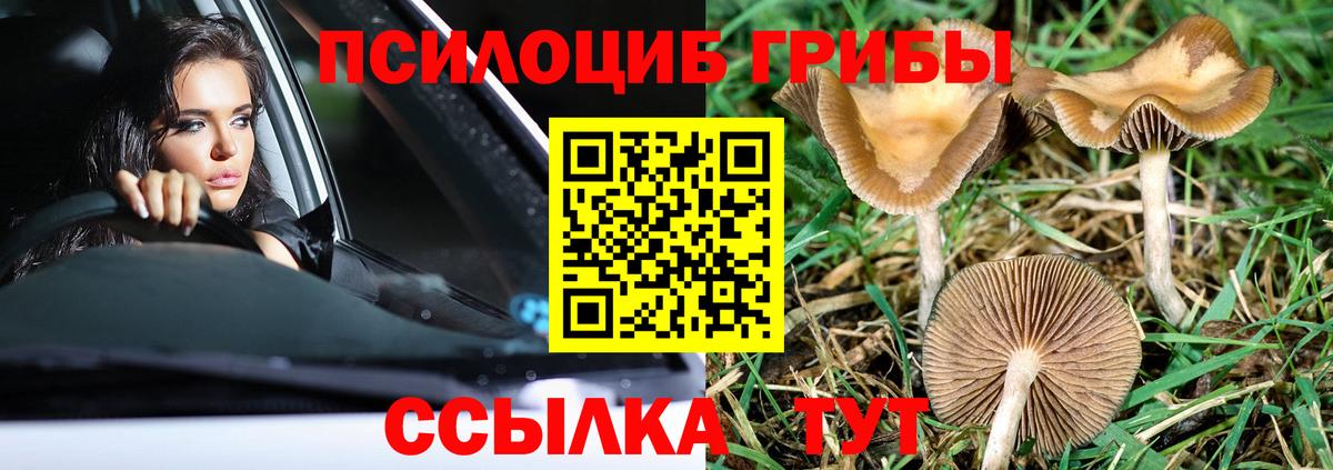 Галлюциногенные грибы Psilocybe  что такое   Саяногорск  Вход с VPN 